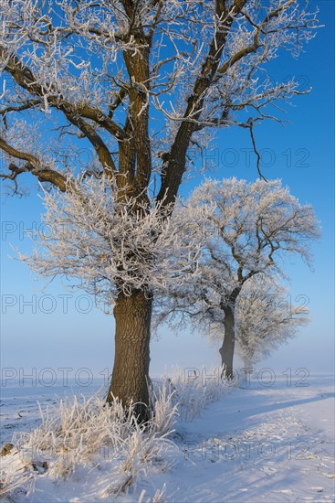 Hoarfrost on Oaks