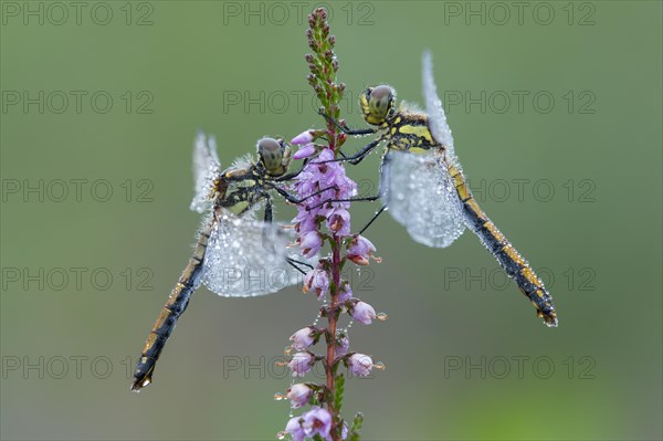 Black heather dragonflies on flowering heath