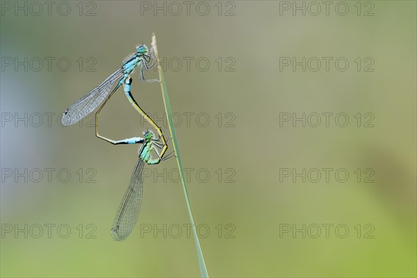 Blue-tailed damselfly