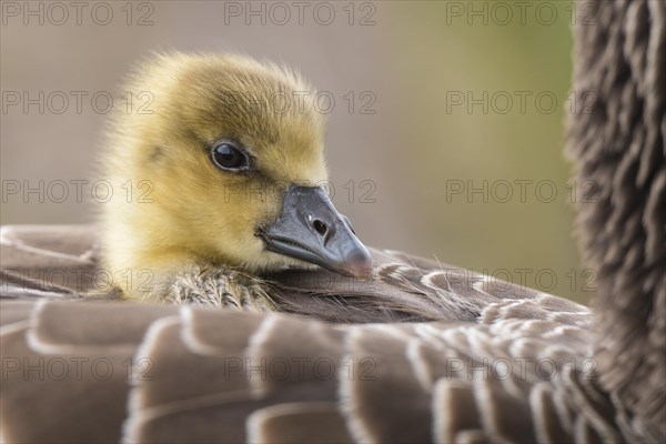 Greylag goose