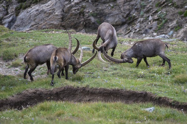 Alpine ibex