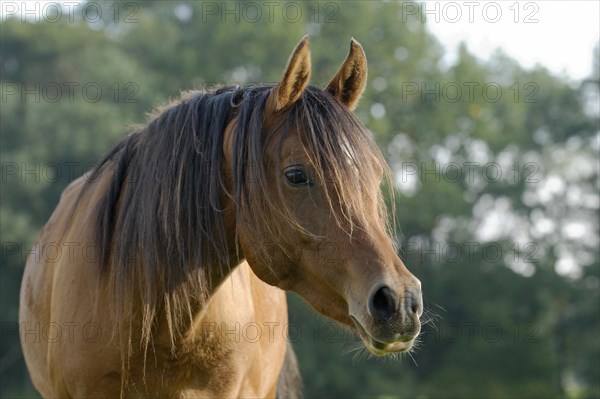 Arabian thoroughbred