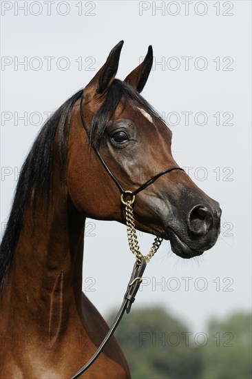 Arabian thoroughbred