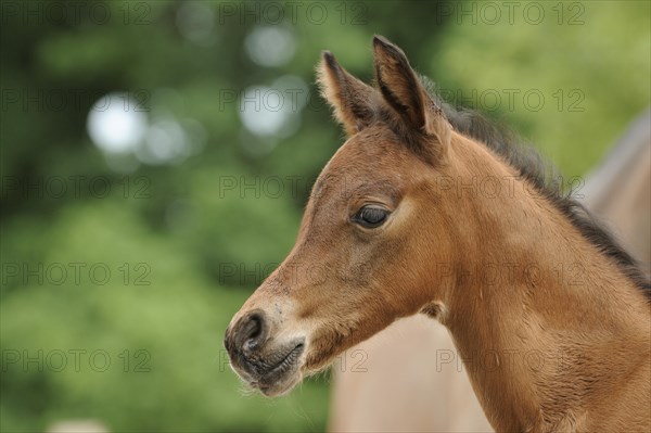 Arabian thoroughbred