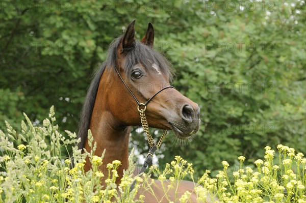 Arabian thoroughbred