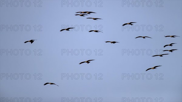 Black kites