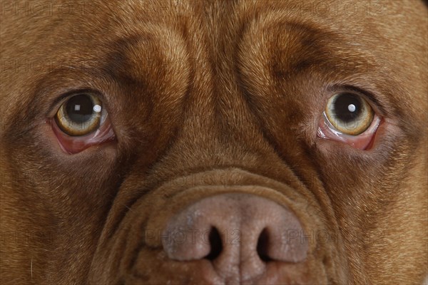 Dogue de Bordeaux