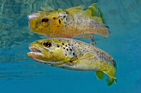 Brown Trout