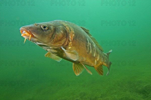 Mirror carp