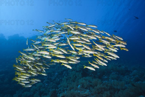 Shoal of yellowfin mullet