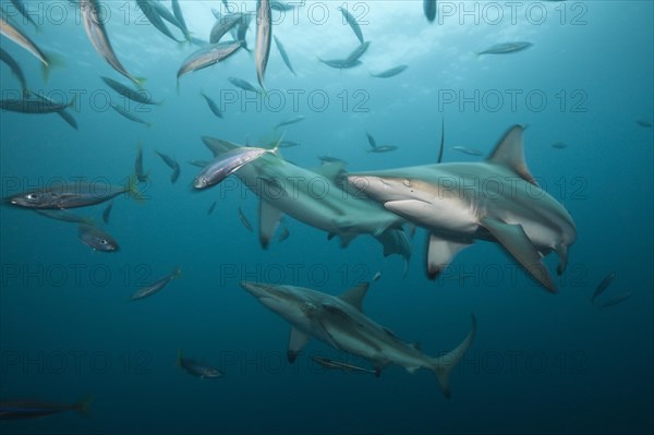 Blacktip Sharks