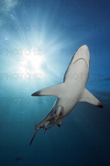 Blacktip Shark