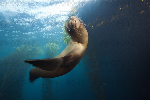 California sea lion