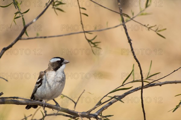 White-browed sparrow weaver