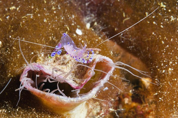 Partner shrimp on cylinder rose