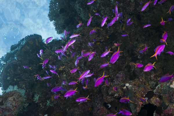 Tuka flagfish