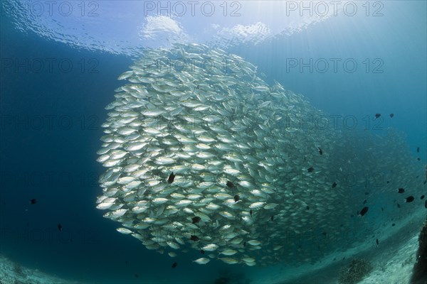 Shoal of ox-eye mackerel