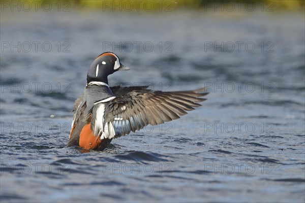 Harlequin duck