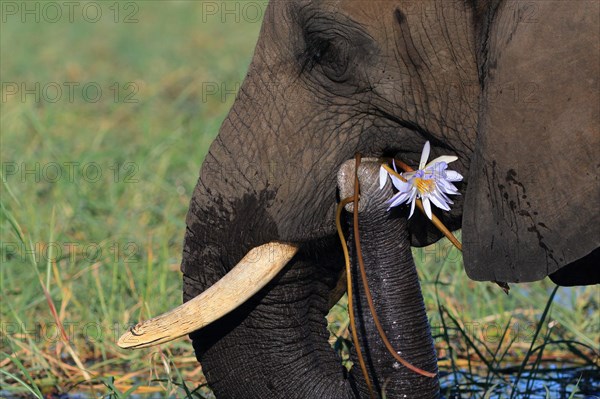 African elephant