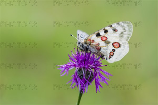 Red Apollo butterfly female