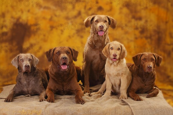 Chesapeake Bay Retriever