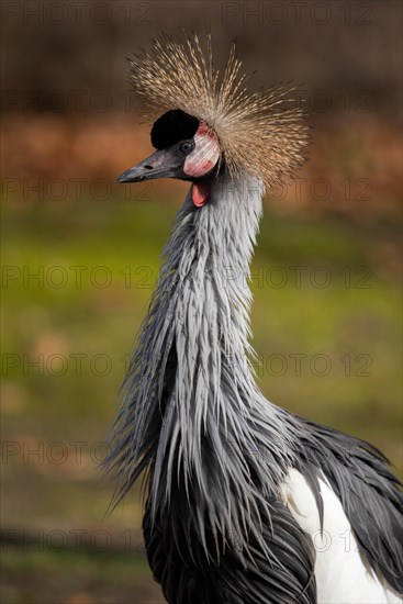 Black crowned crane