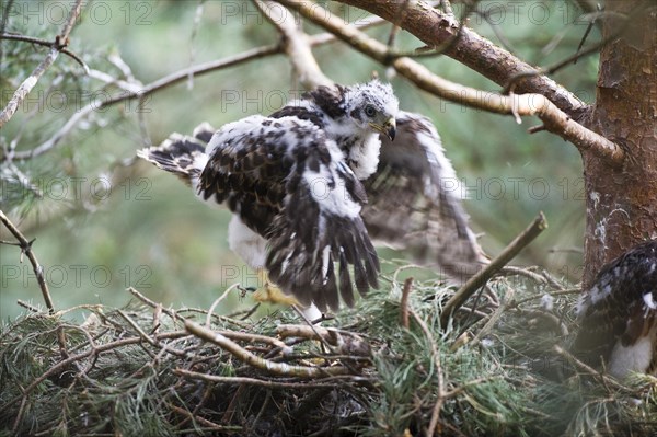 Northern goshawk