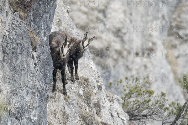 Chamois