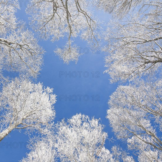 Tree tops of deep snow covered beech forest against blue sky in Neuchatel Jura