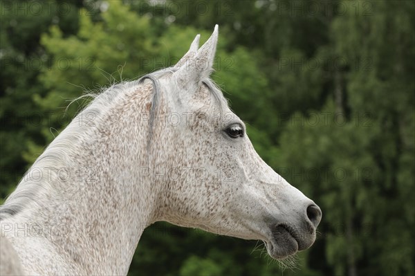 Arabian thoroughbred