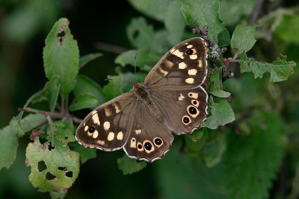 Speckled wood