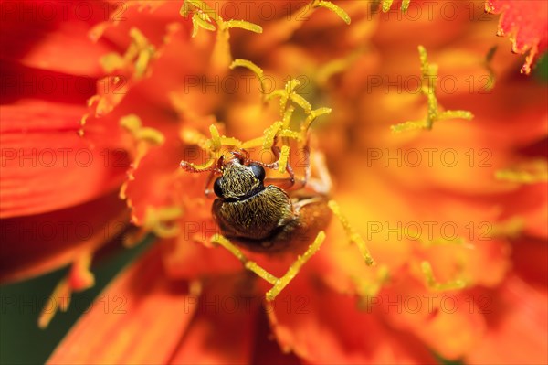 Pollen beetle