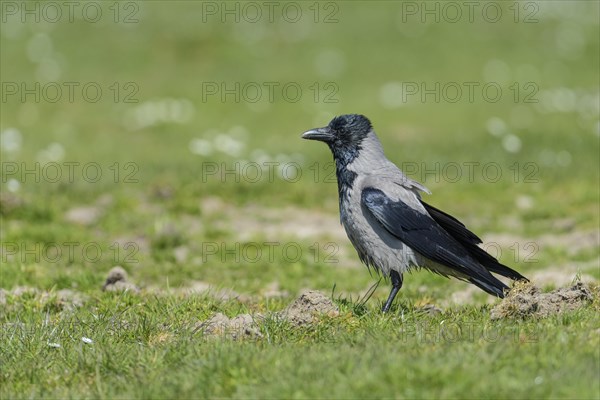 Hooded crow