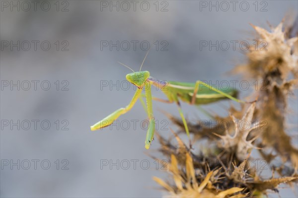 Mediterranean praying mantis