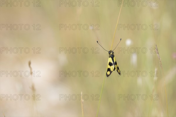 Eastern butterfly moth