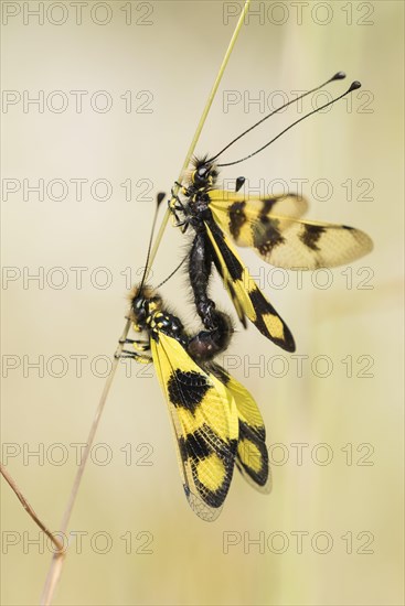 Eastern butterfly moth