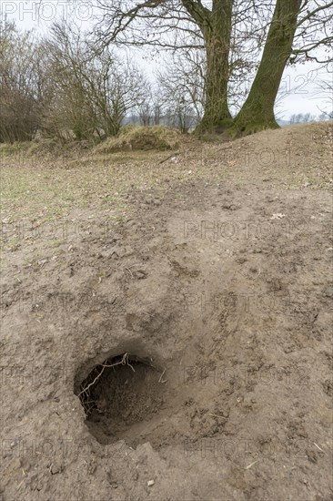 Entrance to the burrow of the European badger