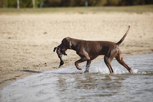 Weimaraner