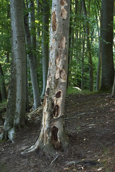 Dead tree trunk