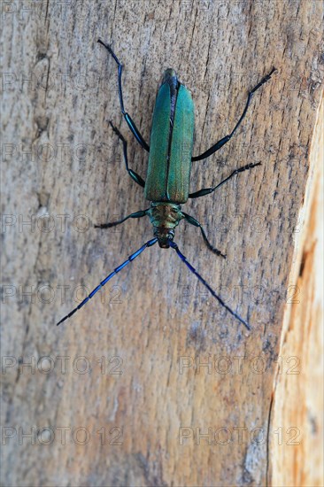 Musk beetle