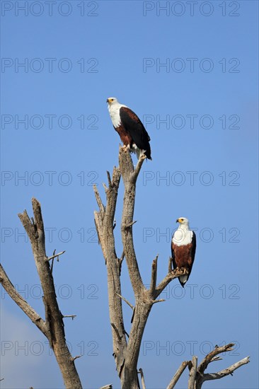 African fish eagle