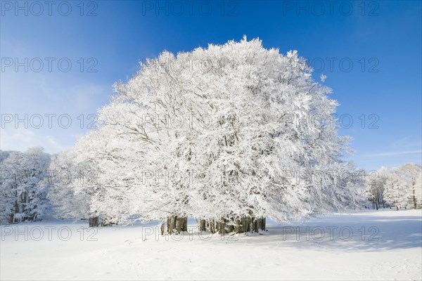 Large beech tree covered with deep snow under blue sky in Neuchatel Jura