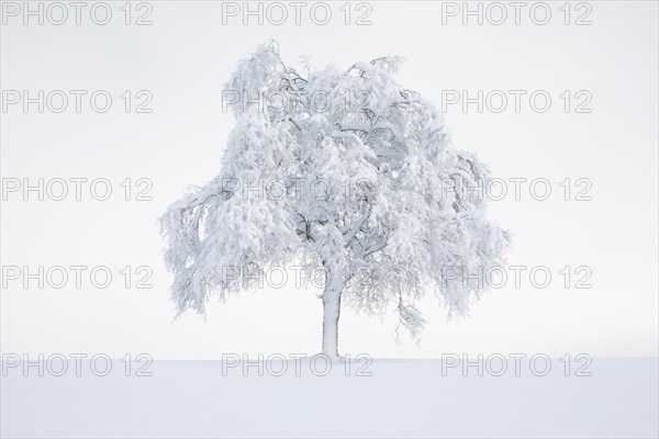 Deeply buried birch tree in Oberaegeri