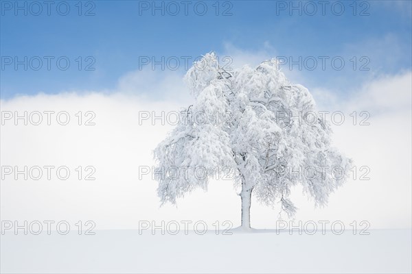 Deeply buried birch tree in Oberaegeri