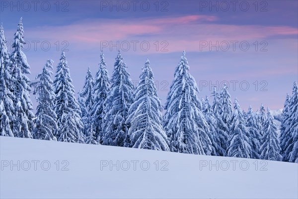 Snowy spruce forest at Ratenpass