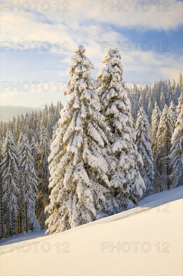 Snowy spruce forest at Ratenpass