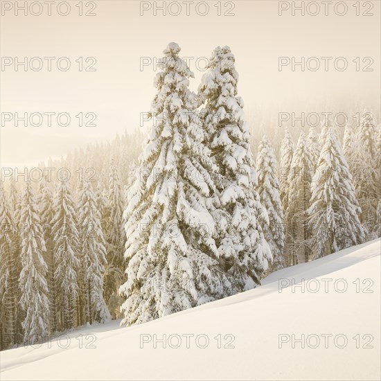 Snowy spruce forest at Ratenpass