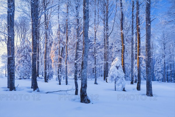 Deep snowy mixed forest with beech and spruce in the last evening light in winter