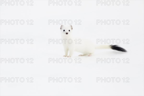 Stoat