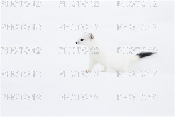 Stoat